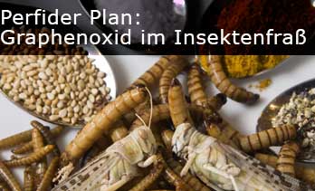 Insektenfrass